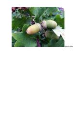 Sėklos ir vaisiaus susidarymas ir išplitimas 4 puslapis