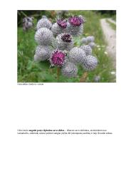 Sėklos ir vaisiaus susidarymas ir išplitimas 5 puslapis