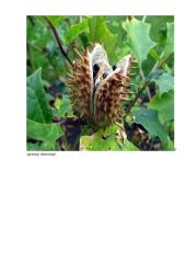 Sėklos ir vaisiaus susidarymas ir išplitimas 6 puslapis