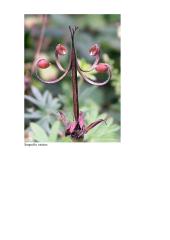 Sėklos ir vaisiaus susidarymas ir išplitimas 7 puslapis