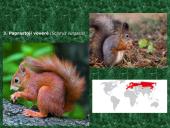 Plačialapiai ir mišrieji miškai (skaidrės) 10 puslapis