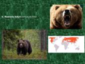 Plačialapiai ir mišrieji miškai (skaidrės) 11 puslapis