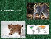 Plačialapiai ir mišrieji miškai (skaidrės) 12 puslapis