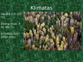 Plačialapiai ir mišrieji miškai (skaidrės) 2 puslapis