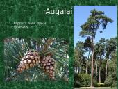 Plačialapiai ir mišrieji miškai (skaidrės) 5 puslapis