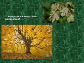 Plačialapiai ir mišrieji miškai (skaidrės) 6 puslapis