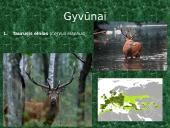 Plačialapiai ir mišrieji miškai (skaidrės) 8 puslapis