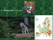 Plačialapiai ir mišrieji miškai (skaidrės) 9 puslapis