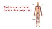 Širdies darbo ciklas. Pulsas. Kraujospūdis