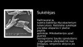 Skaidrės apie tuberkuliozę 2 puslapis