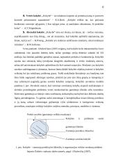 UAB „Kesko Senukai Lithuania“ klientų aptarnavimo kokybės tyrimas 5 puslapis