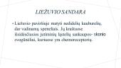 Liežuvis - skonis  4 puslapis