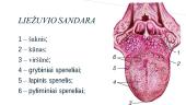 Liežuvis - skonis  5 puslapis