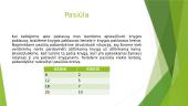 Skaidrės. Pasiūla 5 puslapis