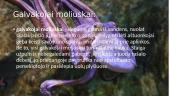 Galvakojai moliuskai (skaidrės) 2 puslapis