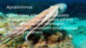 Galvakojai moliuskai (skaidrės) 5 puslapis