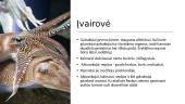 Galvakojai moliuskai (skaidrės) 6 puslapis