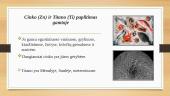 Titanas (Ti) ir Cinkas (Zn) 6 puslapis