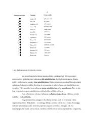 Jonizuojantys spinduliai ir jų keliamas pavojus organizmui 4 puslapis