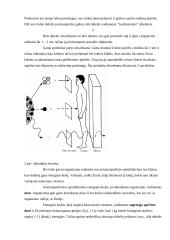 Jonizuojantys spinduliai ir jų keliamas pavojus organizmui 5 puslapis