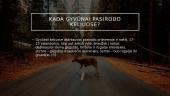 Automobilių susidūrimai su laukiniais gyvūnais Lietuvoje 8 puslapis