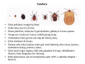 Erkės (lot. Ixodes ricinus).  Sandara, vystymasis ir kaip nuo jų apsisaugoti 2 puslapis