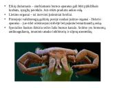 Erkės (lot. Ixodes ricinus).  Sandara, vystymasis ir kaip nuo jų apsisaugoti 3 puslapis
