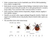 Erkės (lot. Ixodes ricinus).  Sandara, vystymasis ir kaip nuo jų apsisaugoti 4 puslapis
