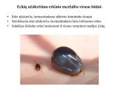 Erkės (lot. Ixodes ricinus).  Sandara, vystymasis ir kaip nuo jų apsisaugoti 6 puslapis
