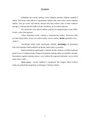 Kalbos klaidos ir jų taisymas 3 puslapis