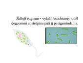 Dujų apykaita gyvuose organizmuose 12 puslapis