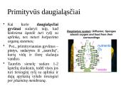 Dujų apykaita gyvuose organizmuose 13 puslapis