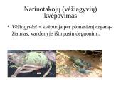 Dujų apykaita gyvuose organizmuose 16 puslapis