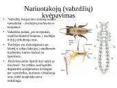 Dujų apykaita gyvuose organizmuose 17 puslapis