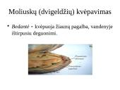 Dujų apykaita gyvuose organizmuose 19 puslapis