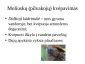 Dujų apykaita gyvuose organizmuose 20 puslapis