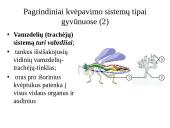 Dujų apykaita gyvuose organizmuose 7 puslapis