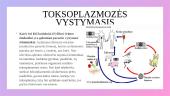 Toksoplazmozė (skaidrės) 7 puslapis