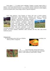 Kalis (K) 7 puslapis