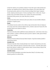 Kamuoliniai žaibai 5 puslapis