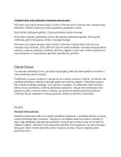 Lietuviški prieskoniai 2 puslapis