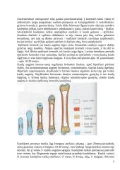 Kaulų augimas ir vystymasis 6 puslapis