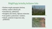 Iškastinio kuro gavimo, perdirbimo, naudojimo keliamos ekologinės problemos ir jų sprendimo būdai 11 puslapis
