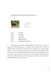 Kiaulių ir hipopotamų paplitimas ir įvairovė 12 puslapis