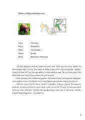 Kiaulių ir hipopotamų paplitimas ir įvairovė 4 puslapis