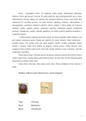 Kiaulių ir hipopotamų paplitimas ir įvairovė 7 puslapis