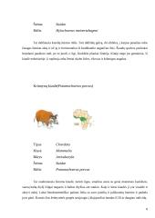 Kiaulių ir hipopotamų paplitimas ir įvairovė 8 puslapis