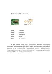 Kiaulių ir hipopotamų paplitimas ir įvairovė 9 puslapis