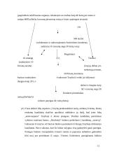 Klasikinės demokratijos teorijos 12 puslapis