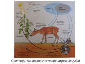 Skaidrės - ekosistema 11 puslapis